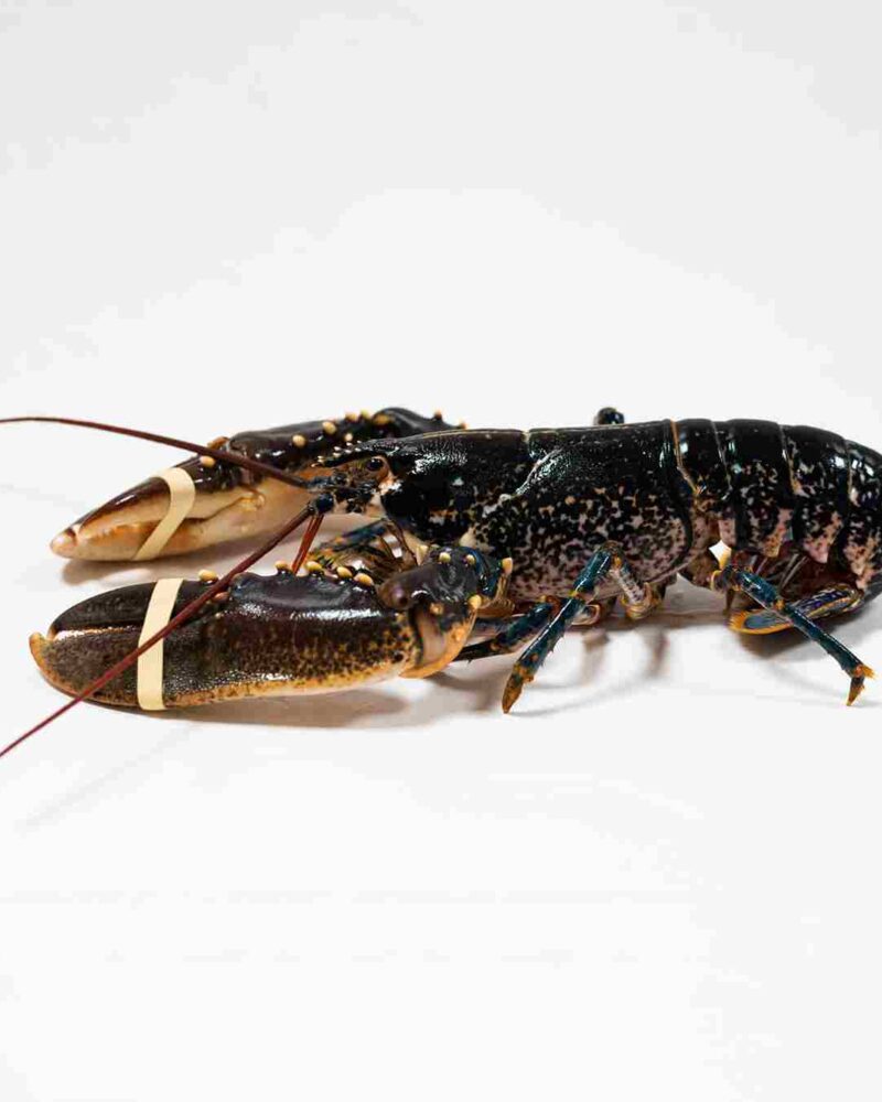 bogavante-azul-europeo-cocido