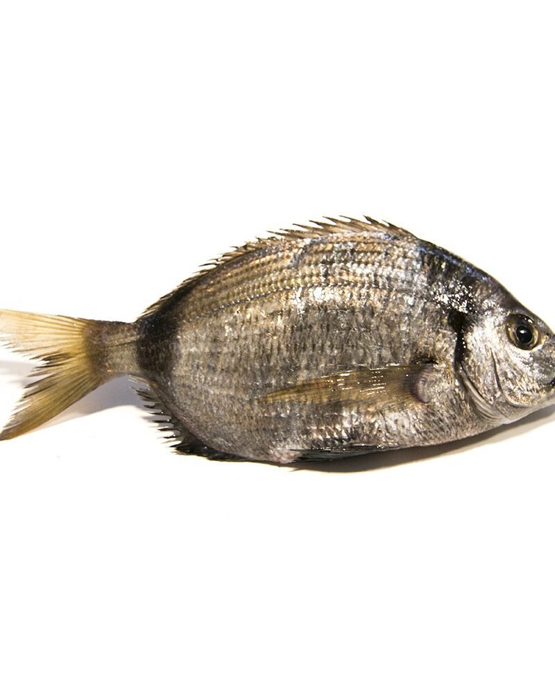 sargo