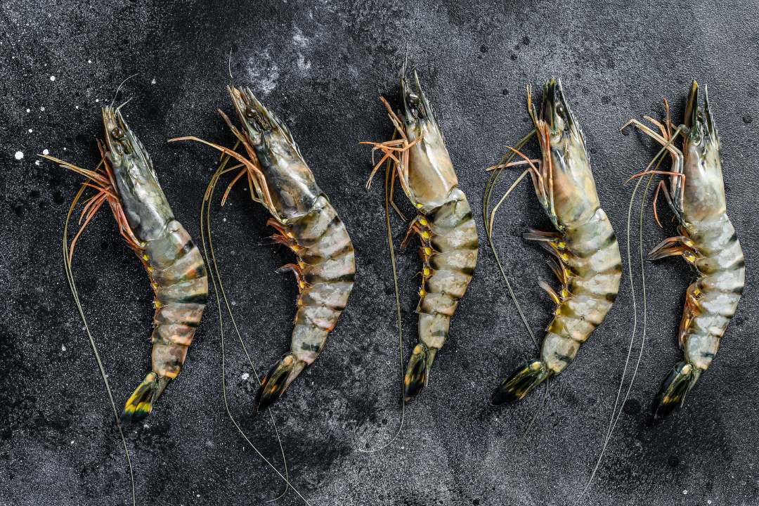 que-es-langostino-jumbo