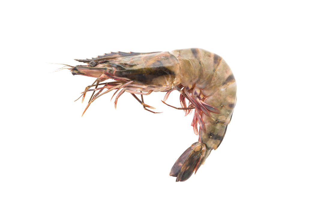 que-es-langostino-tigre